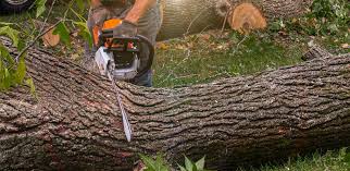 Best Tree Trimming and Pruning  in Waconia, MN