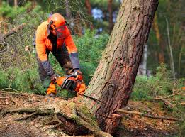 Best Tree Planting  in Waconia, MN