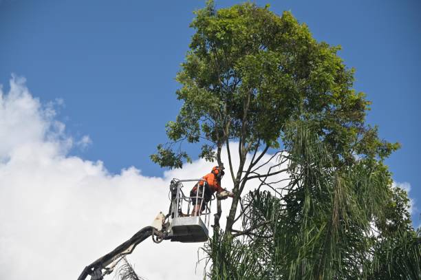 Reliable Waconia, MN Tree Services Solutions